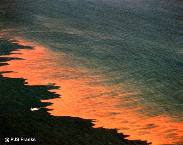 Red tide